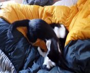 Jingels and Bells enjoy playing together on my sleeping bag.