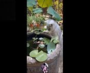 Funny Animal Videos #3 &#124; Cute Animal Videos &#124; Funny Animal&#39;s competition&#60;br/&#62;&#60;br/&#62;Channel Content&#39;s Related to Funny Animal&#39;s upload for make your mood better and some here for cute animal&#39;s For only my daily viewers. &#60;br/&#62;Just follow us to make - yourself stress relief and tension free % Guaranteed &#60;br/&#62;Love You All
