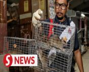 Rat infestation is one of the biggest challenges faced by the Kuala Lumpur City Hall (DBKL).&#60;br/&#62;&#60;br/&#62;For control purposes, poisons and traps are among some of the methods used by DBKL’s vector and pest control unit.&#60;br/&#62;&#60;br/&#62;WATCH MORE: https://thestartv.com/c/news&#60;br/&#62;SUBSCRIBE: https://cutt.ly/TheStar&#60;br/&#62;LIKE: https://fb.com/TheStarOnline
