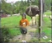 some funny momentsin the zoo. the animals are doing mischiefs. they are jokers. check it out