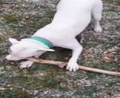 Bronx the pit bull played tug of war with his owner using a large stick. Eventually, Bronx won the game and happily hopped around the field with the stick.