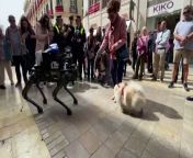 Police in Malaga took a robot dog for a test patrol through the centre of the Spanish city on Tuesday (March 19). - REUTERS