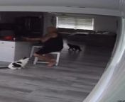 This individual was seated on their kitchen stool when their cats began to playfully chase each other. One of the cats then suddenly climbed on their back and bit them, causing them to scream in pain.