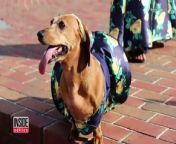 Brenda Cross said it took two hours, a glue gun and the extra fabric from her own gown to make a matching, off the shoulder prom frock for her 7-year-old rescue pup, Sasha.