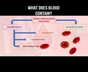 What does blood contain? #bloodcomposition #bloodcells #cells #biology