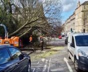 Large trees fall in Dundas Street after Storm Kathleen hits Edinburgh from tree wallaby