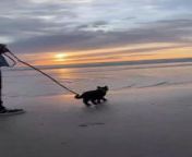 This cat, who hates water, was walking along the beach until it unexpectedly approached the ocean. To the owner&#39;s surprise, the cat calmly walked towards the waves, with a beautiful sunset behind it.&#60;br/&#62;&#60;br/&#62;The underlying music rights are not available for license. For use of the video with the track(s) contained therein, please contact the music publisher(s) or relevant rightsholder(s).