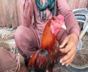 Lalukhet birds Market latest update of Aseel hen and rooster chicks price from java tomcat