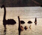 NASA has been urged to provide expertise when the latest quest to find the Loch Ness Monster takes place next month.
