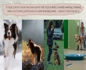 At school there was always one pupil who seemed to excel in every subject, from maths to literature and music. &#60;br/&#62;&#60;br/&#62;Scientists call this phenomenon &#39;general intelligence&#39; or the &#39;g factor&#39; – and for the first time they&#39;ve found evidence that it exists in dogs too. &#60;br/&#62;&#60;br/&#62;The researchers in Budapest, Hungary recruited over 100 dogs for various tasks, testing key skills like memory, learning and problem-solving.&#60;br/&#62;&#60;br/&#62;Rather than just excelling in one area, the smartest dogs tended to score highly across the board, just like a top student at school, they found. &#60;br/&#62;&#60;br/&#62;While the g factor in humans is linked with better academic and workplace performance in life, gifted dogs may be better able to fend for themselves or assist humans in a crisis.