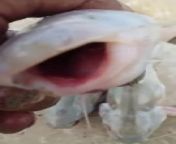 Beautiful fish video short video eid #viral #trending #viralvideo #trend #followers #fishing