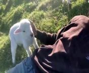 Cute Lamb Needs Attention from little girl