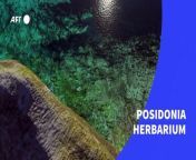 Native to the Mediterranean, the Posidonia seagrass meadows cover an area of more than 2 million hectares along the coasts. This underwater forest of high ecological interest is threatened by global warming and by boat anchors near the coasts.VIDEOGRAPHIC