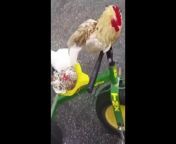 try not to laught at these incredible chicken videos