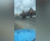 Elephant breaks free from Circus, causing chaos in Montana town shia.labeau/TikTok