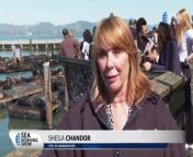 Pier 39 Sees Record Number Of Sea Lions from suny lion video