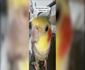 Hilarious video footage shows a dancing and singing cockatiel performing to Earth, Wind and Fire’s ‘September’.