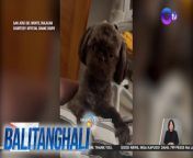 Buntong-hininga si doggy!&#60;br/&#62;&#60;br/&#62;&#60;br/&#62;Balitanghali is the daily noontime newscast of GTV anchored by Raffy Tima and Connie Sison. It airs Mondays to Fridays at 10:30 AM (PHL Time). For more videos from Balitanghali, visit http://www.gmanews.tv/balitanghali.&#60;br/&#62;&#60;br/&#62;#GMAIntegratedNews #KapusoStream&#60;br/&#62;&#60;br/&#62;Breaking news and stories from the Philippines and abroad:&#60;br/&#62;GMA Integrated News Portal: http://www.gmanews.tv&#60;br/&#62;Facebook: http://www.facebook.com/gmanews&#60;br/&#62;TikTok: https://www.tiktok.com/@gmanews&#60;br/&#62;Twitter: http://www.twitter.com/gmanews&#60;br/&#62;Instagram: http://www.instagram.com/gmanews&#60;br/&#62;&#60;br/&#62;GMA Network Kapuso programs on GMA Pinoy TV: https://gmapinoytv.com/subscribe