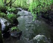 Nature Sounds of a Forest River for Relaxing Natural meditation music of a Waterfall & Bird Sounds from parto natural do liam por juliana goes