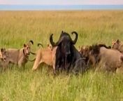 Tourists on a safari in Kenya were stunned to witness a pack of lions hunt and kill a buffalo.&#60;br/&#62;&#60;br/&#62;The extraordinary event, which locals said is rarely caught on camera, happened on April 29 in the Maasai Mara nature reserve, southwestern Kenya. &#60;br/&#62;&#60;br/&#62;Marty Keane, 48, managed to film the scene and said: &#92;