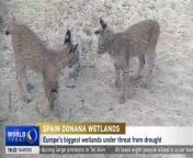The Iberian lynx, once on the brink of extinction, now stands as a symbol of hope with over 1600 individuals roaming free in Spain and Portugal.But amidst this success story lies a stark reality: the Doñana National Park’s biodiversity is under severe threat.&#60;br/&#62;&#60;br/&#62;#lynx #wetlands #europe #spain #doñana #hope #biodiversity #conservation