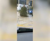 A driver was shocked after seeing a car driving with a huge tree hanging out of its boot.&#60;br/&#62;&#60;br/&#62;Kelly Magee was a passenger in a vehicle in Halifax when she realised the car in front of them had a large shrub coming out of the boot.&#60;br/&#62;&#60;br/&#62;Footage shows the vehicle casually driving along - with the indicator and brake lights only just visible. &#60;br/&#62;&#60;br/&#62;Kelly and the driver of the vehicle can also be heard laughing in the background while they drove behind the black car.&#60;br/&#62;&#60;br/&#62;The video went viral on social media, with people saying the driver was &#39;lucky&#39; that there wasn&#39;t a police car behind them.&#60;br/&#62;&#60;br/&#62;Another said: &#92;