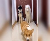 Dog learns to walk like a model, so similar！ from saktimaan 241 model s